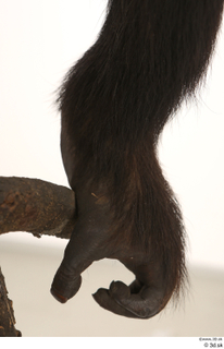 Chimpanzee Bonobo foot 0001.jpg